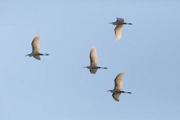 four great white egrets (egretta alba) flight blue sky bird migration
