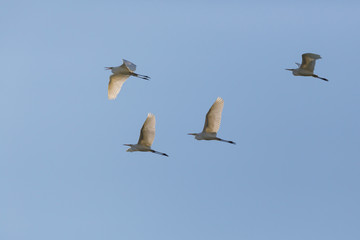 four great white egret birds (egretta alba) flight blue sky sunlight