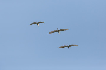 three great white egrets (egretta alba) flight blue sky bird migration