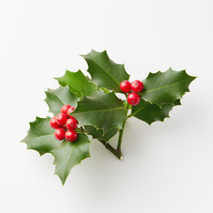 Christmas Holly With Red Berries. 