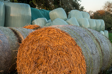 Strohrollen bei Sonnenuntergang