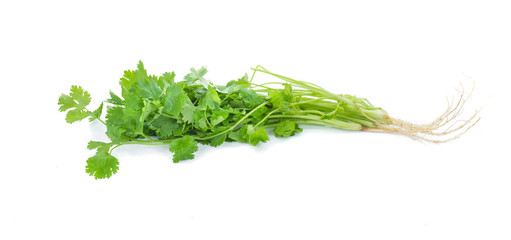 coriander on white background