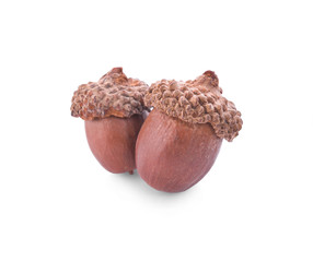 acorns on a white background ,close up