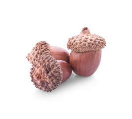 acorns on a white background ,close up