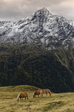 Horses in alpine meadow, Soelden, Oetztal, Tyrol, Austria