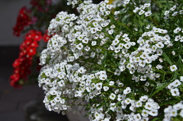 Balkonblumen weiß und rot
