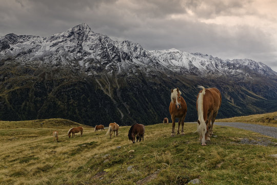 Austria, Tyrol, Oetztal, Soelden, horses on alpine meadow