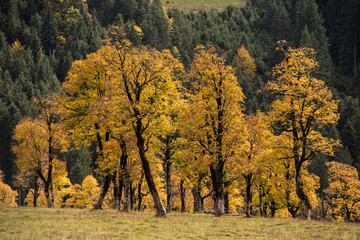 Ahornboden im Herbst