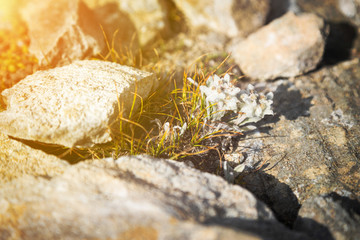 Edelweiss flower growing between rocks