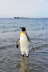 Obraz premium King penguin going from sea