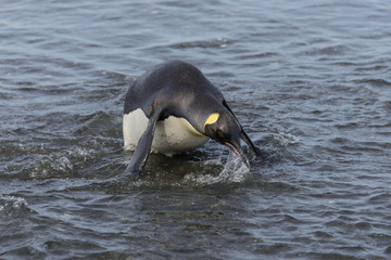 King penguin going from sea