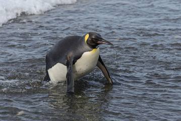 King penguin going from sea