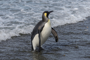 King penguin going from sea