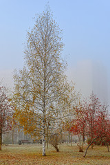 Fototapeta premium Misty autumn morning in November. Moscow, Russia
