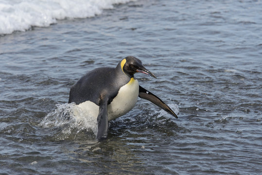 King penguin going from sea