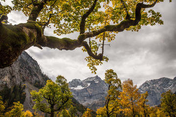 Ahornboden im Herbst