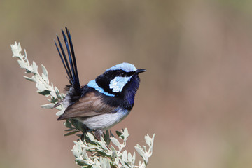 Superb Fairy-wren