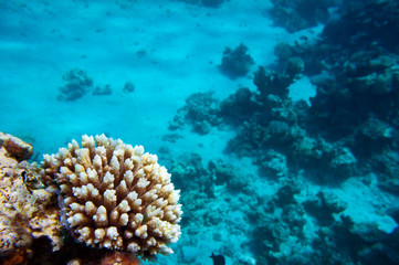 Naklejka na ściany i meble Coral reef, Red sea