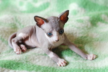 Bald cat, portrait sphinx cats, naked cat, kitten without wool