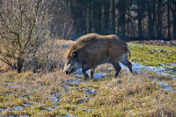 Wild Boar prowling over a field in winter