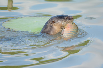 North American river otter drags fish in water