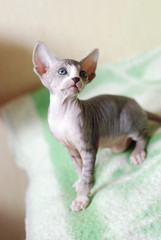 Bald cat, portrait sphinx cats, naked cat, kitten without wool