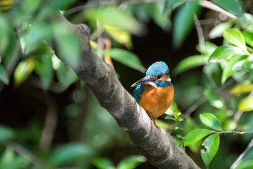 巣穴堀中のカワセミ