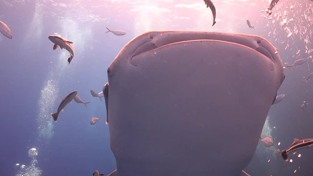 Whale shark (Rhincodon typus) very close 