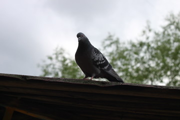 pigeon