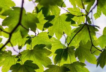Backlit green tree leaves. Season and nature concept
