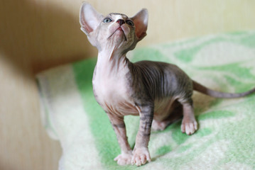 Bald cat, portrait sphinx cats, naked cat, kitten without wool