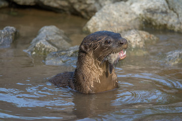 North American river otter eat fish in water
