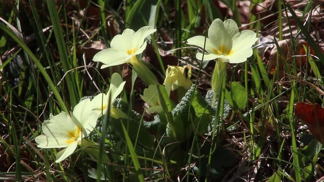 Primule gialle nel prato di campagna