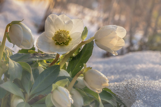 Flowers in winter, A flowering hellebore (Helleborus niger) in the snow in sunlight