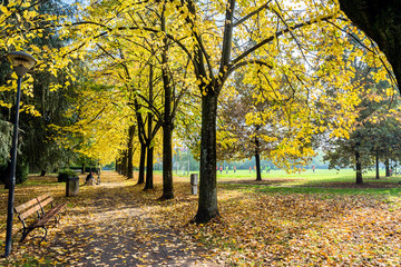 Fototapeta na wymiar fall foliage in public park in Cavriago, Italy
