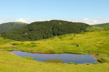 Little mountain lake surrounded by pine trees. The cow graze by the lake on the mountain