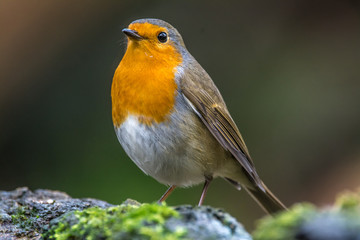 robin