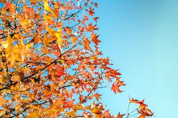 tree branches with yellow leaves in autumn