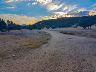 Dirt road between oak fields
