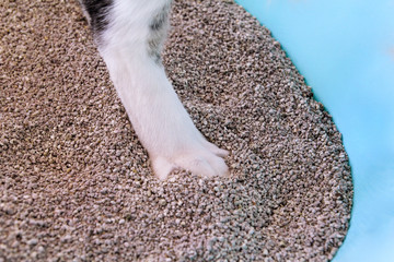 Cat paws in the sand, closeup. Cat using toilet, cat in litter box, for pooping or urinate, pooping in clean sand toilet. Cleaning cat litter box. A cat looking at her own poop in the blue litter box.