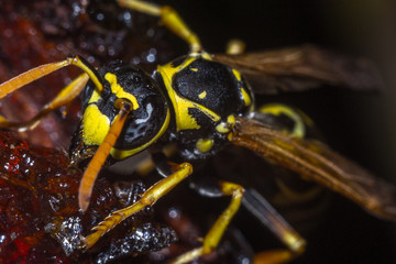 the head of the insect wasp