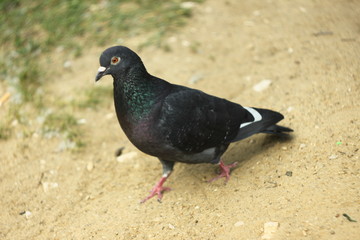 dove