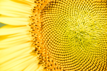 Closed up of yellow sunflower background