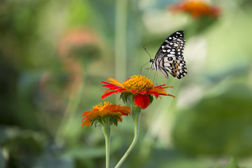 Lime Butterfly (Papilio demoleus malayanus) swarming on flowers. Beautiful nature.