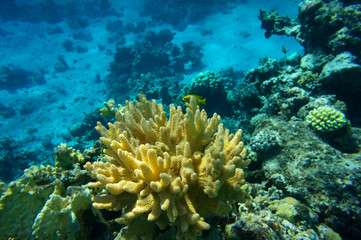 Naklejka na ściany i meble Coral reef, Red sea
