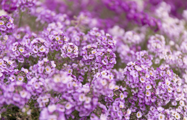 Obraz premium Purple summer flower fields. Floral blur background.