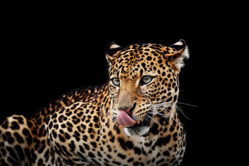 Obraz na płótnie Canvas Leopard portrait on dark background. Panthera pardus kotiya, Big spotted cat lying