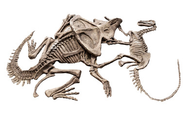 Model Dinosaur fossil