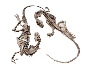 Model Dinosaur fossil