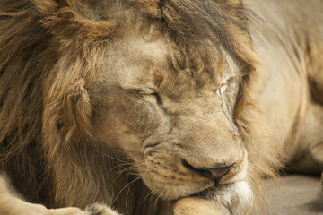 Lion 